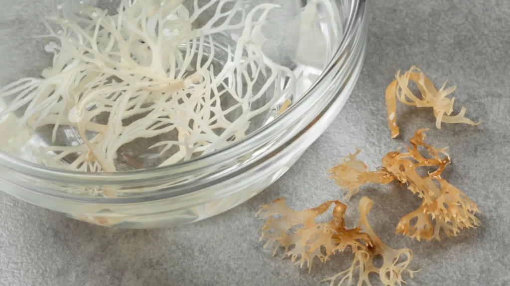 does sea moss help with arthritis